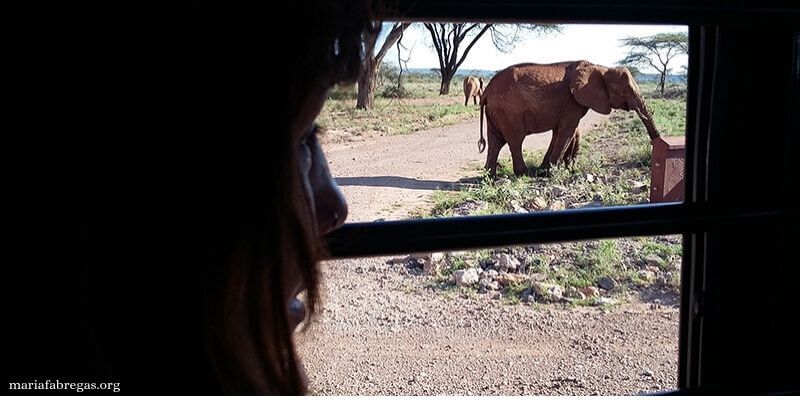 viajar-kenia-libre-samburu-park-safari